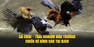 Gà Chọi – Trải Nghiệm Đấu Trường Chiến Kê Đỉnh Cao Tại BJ88