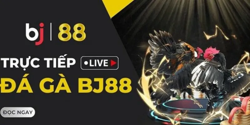 Đá Gà BJ88 - Trải Nghiệm Cược Gà Cựa Sắt Trực Tuyến Đỉnh Cao, An Toàn, Minh Bạch