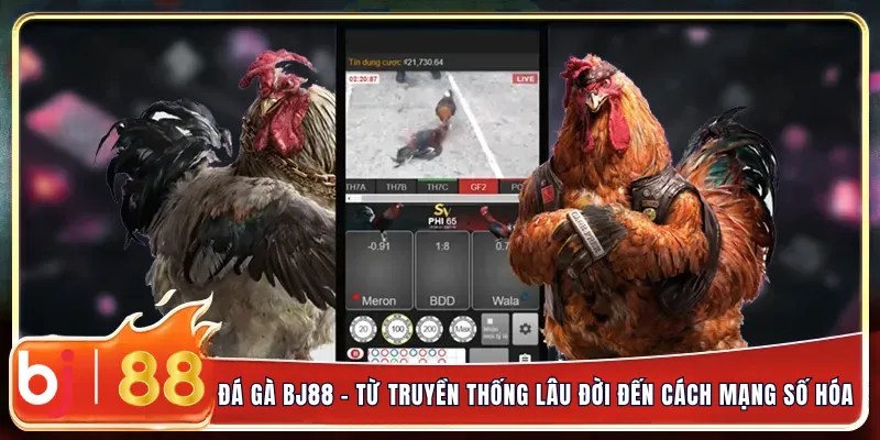 Đá gà bj88 – từ truyền thống lâu đời đến cách mạng số hóa