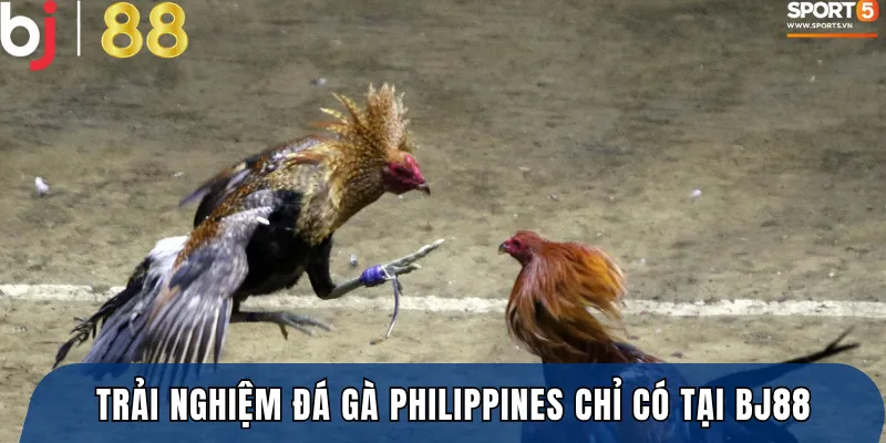 Trải nghiệm đá gà Philippines đậm chất gay cấn chỉ có tại BJ88