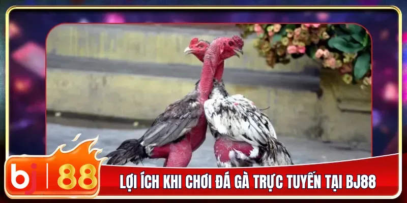 Lợi ích khi chơi đá gà trực tuyến tại bj88