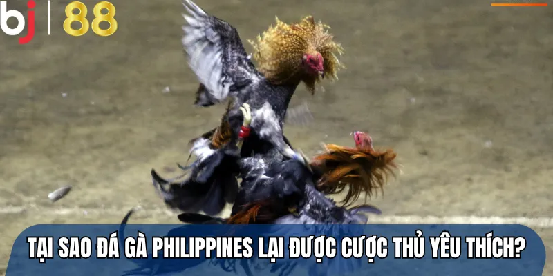 Tại sao đá gà Philippines lại được cược thủ yêu thích?