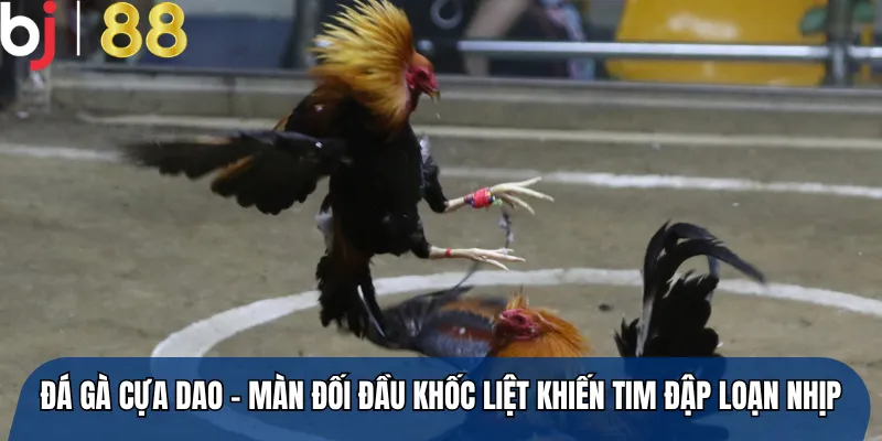 Đá gà cựa dao – Màn đối đầu khốc liệt khiến tim đập loạn nhịp
